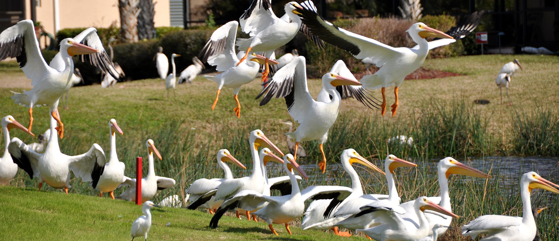 Group of pelicans