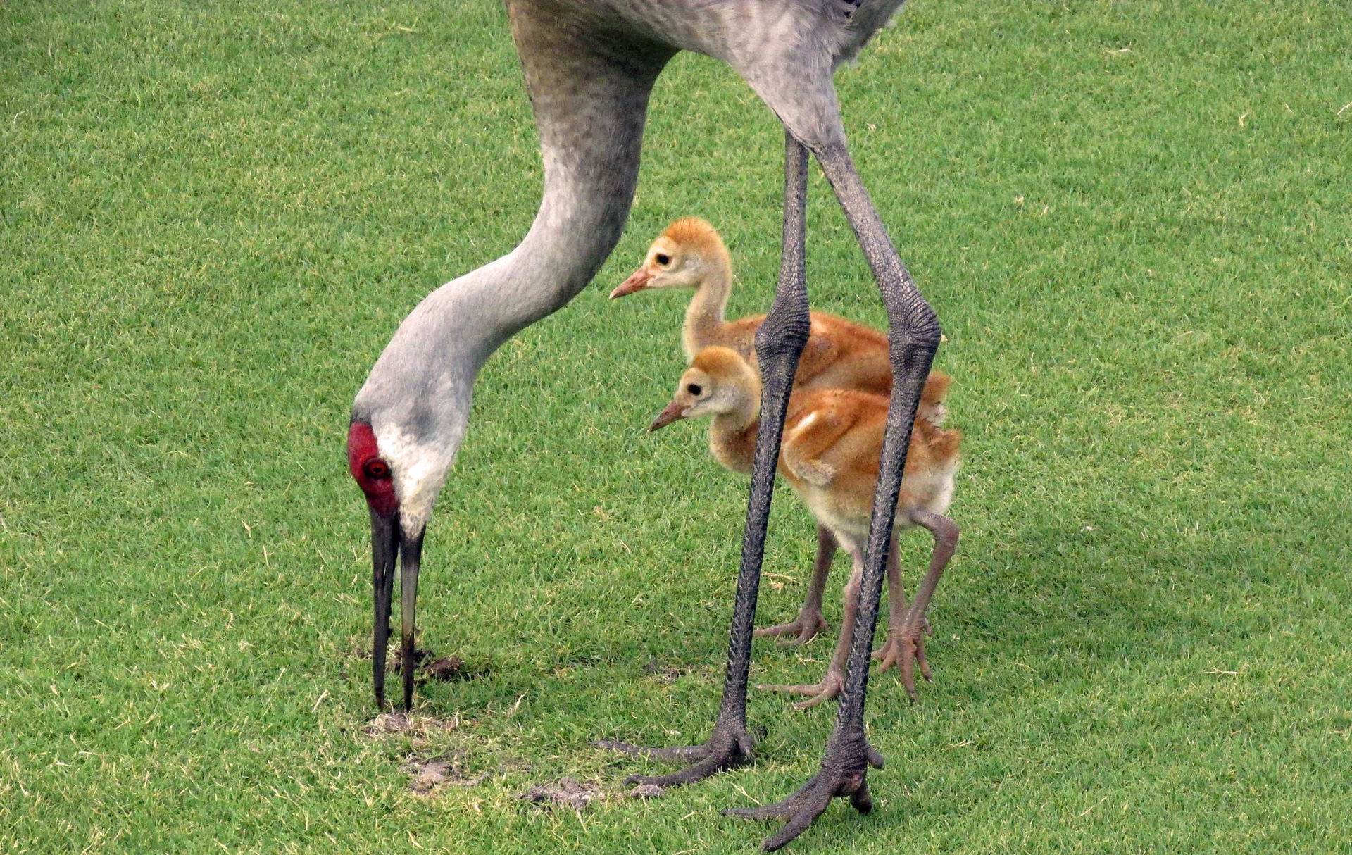 adult bird with two babies