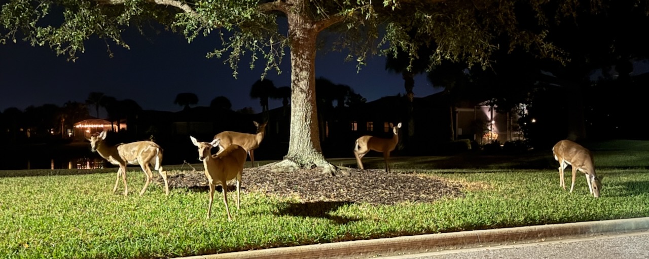 Deer on Veneto near circle on 10/22/2025