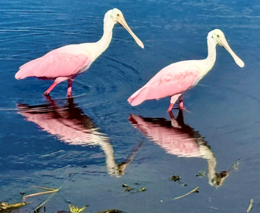 Roseate spoonbills at VGRC Golf Course